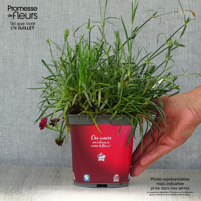Esimerkki kesällä toimitetusta Sulkaneilikka Passion Hot Red Pot de 2L/3L-taimesta