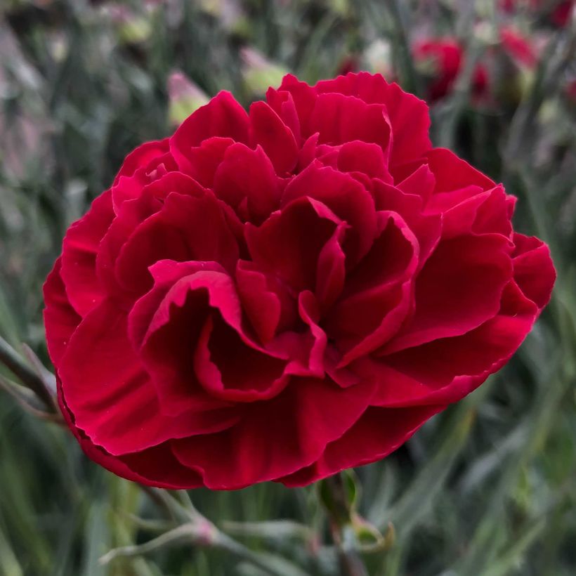 Sulkaneilikka Passion Hot Red (Kukinta)