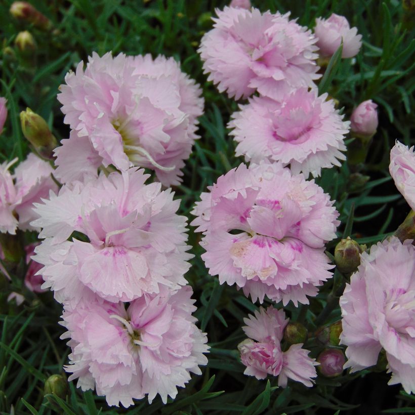 Sulkaneilikka Pike s Pink (Kukinta)
