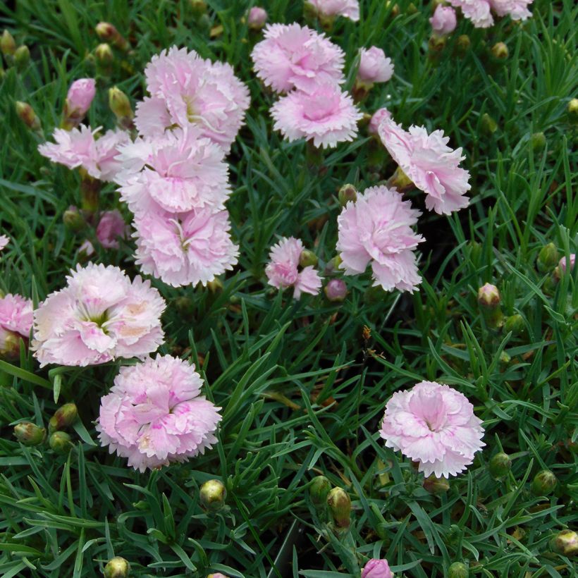 Sulkaneilikka Pike s Pink (Kasvutapa)