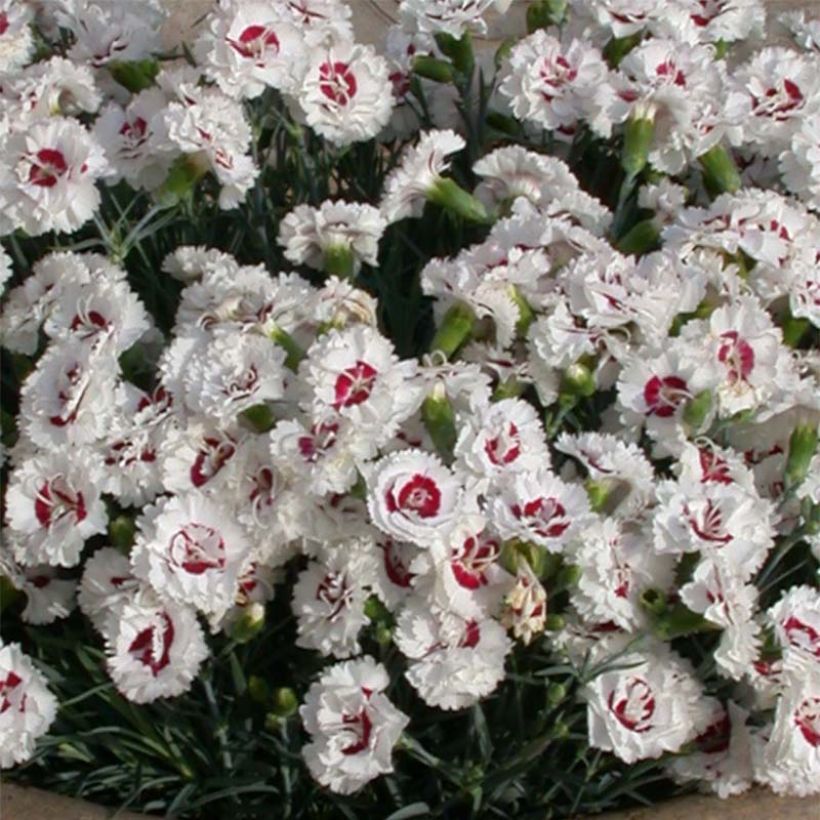 Sulkaneilikka Scent First Coconut Sundae (Kukinta)