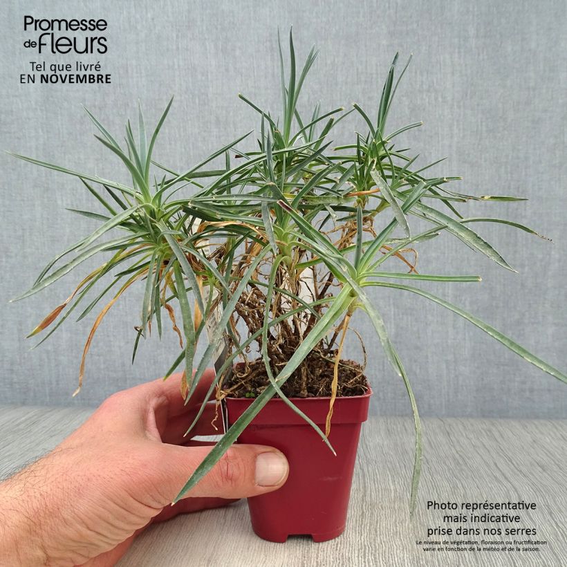 Esimerkki syksyllä toimitetusta Sulkaneilikka Scent First Memories 7/8 cm taimiruukku-taimesta