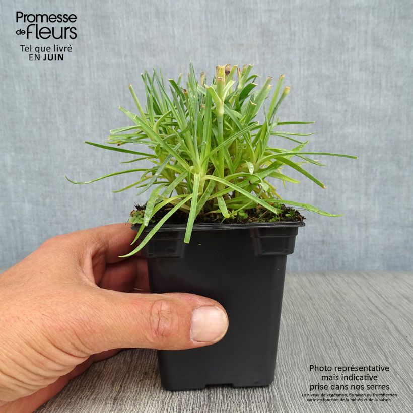 Esimerkki kesällä toimitetusta Sulkaneilikka Scent First Memories Godet de 7/8 cm-taimesta