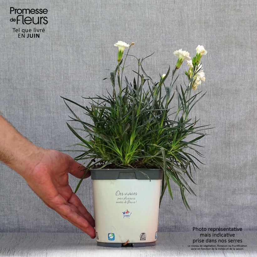 Esimerkki kesällä toimitetusta Sulkaneilikka Scent First Memories Pot de 2L/3L-taimesta