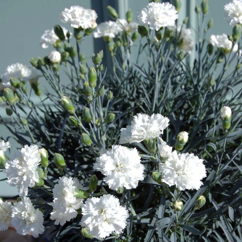 Sulkaneilikka Scent First Memories (Kasvutapa)