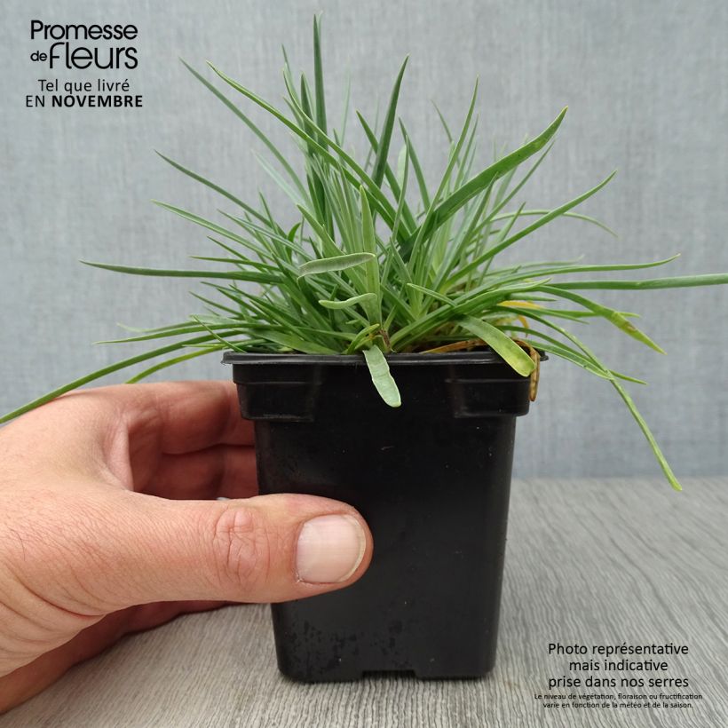 Esimerkki syksyllä toimitetusta Sulkaneilikka Scent First Romance 7/8 cm taimiruukku-taimesta