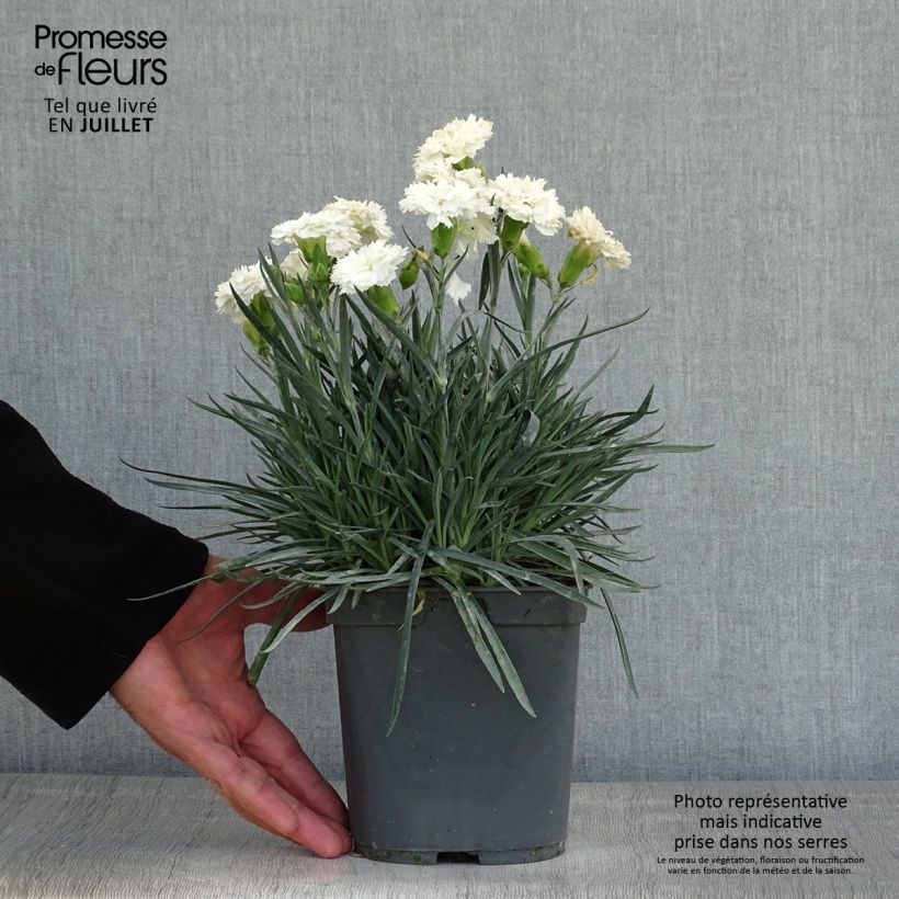 Esimerkki kesällä toimitetusta Sulkaneilikka Scent First Romance Pot de 2L/3L-taimesta