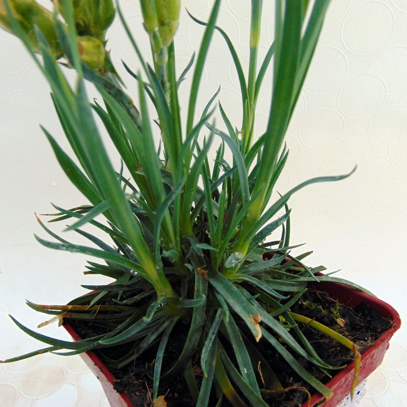 Sulkaneilikka Scent First Romance (Lehvistö)