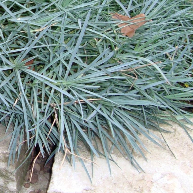 Sulkaneilikka Warden Hybrid (Lehvistö)
