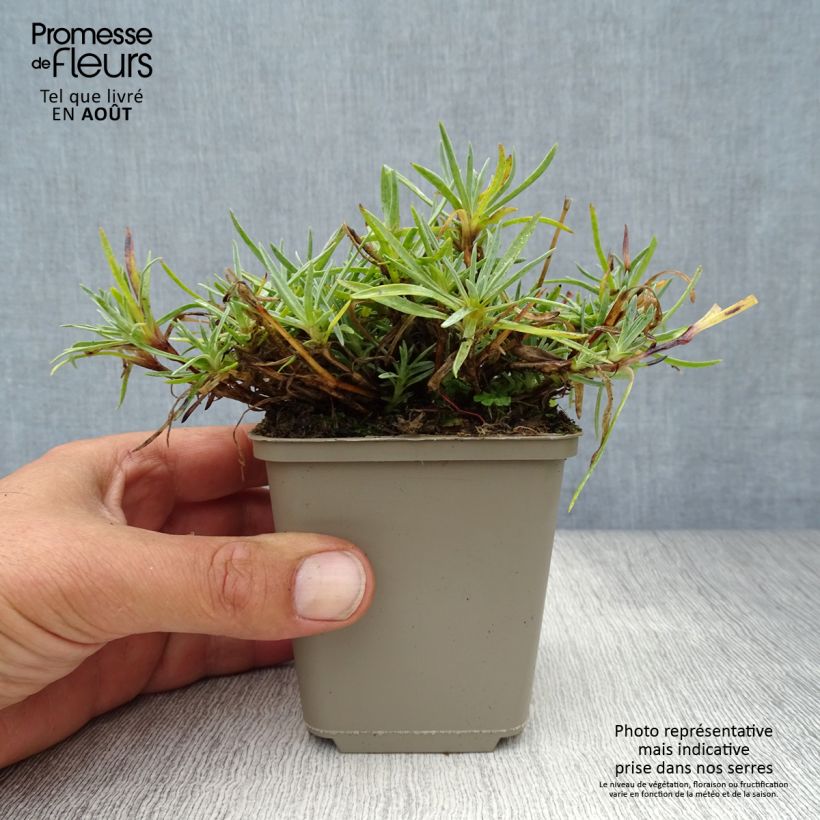 Esimerkki kesällä toimitetusta Sulkaneilikka Warden Hybrid Godet de 8/9 cm-taimesta