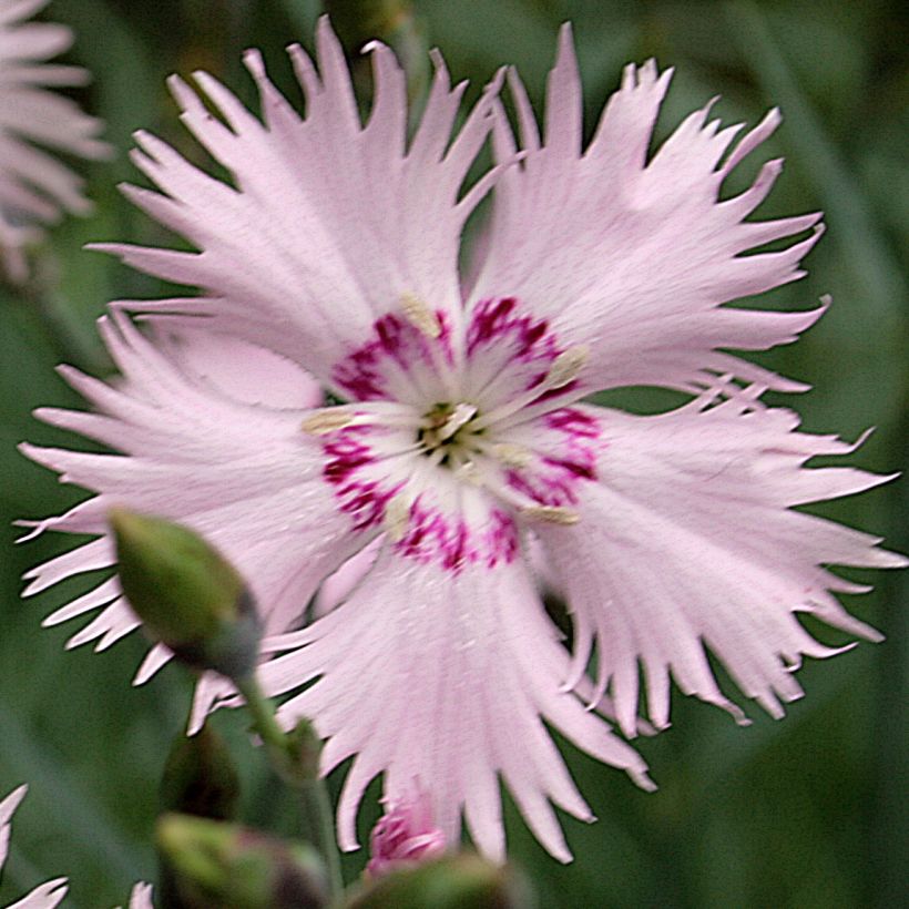 Neilikka - Dianthus spiculifolius (Kukinta)