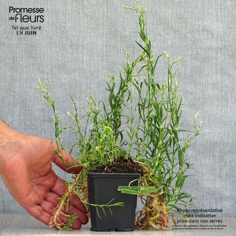 Esimerkki kesällä toimitetusta Pulskaneilikka - Dianthus superbus Taimiruukku 8/9 cm-taimesta