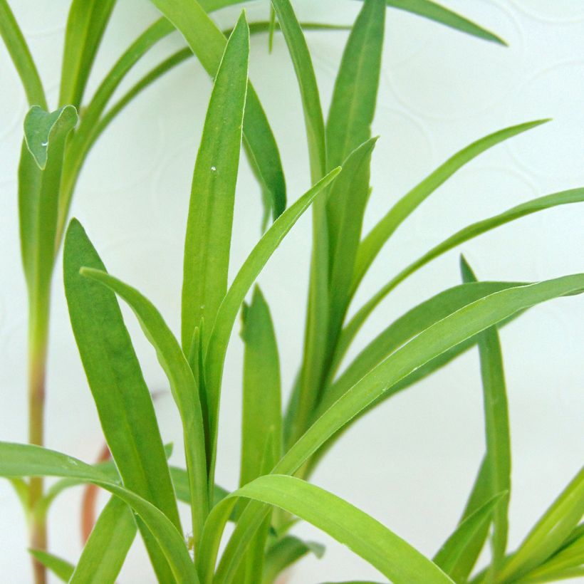 Pulskaneilikka - Dianthus superbus (Lehvistö)