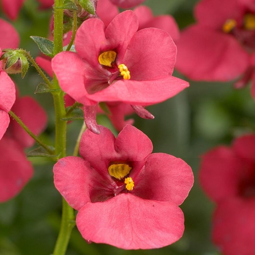 Mätäsdiana Genta Ruby (Kukinta)