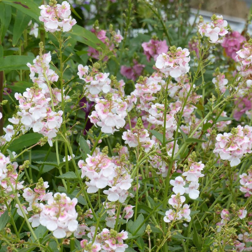 Mätäsdiana Up Rose Pink (Kukinta)