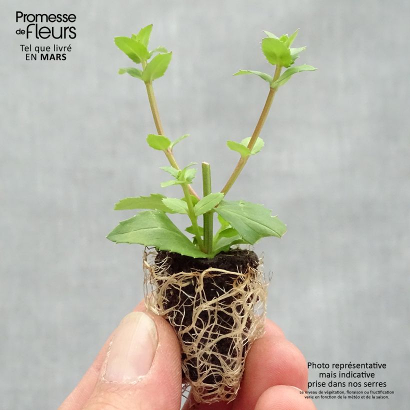Esimerkki keväällä toimitetusta Mätäsdiana Sundascia Up Peach Mini-motte Ø 1,5/2,5 cm-taimesta