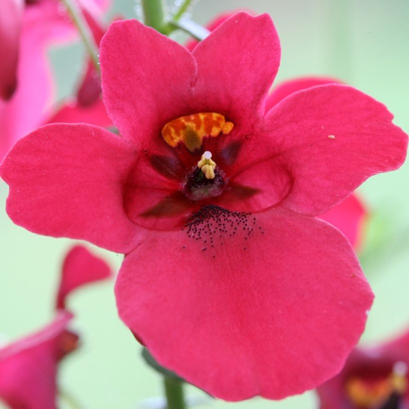 Mätäsdiana Ruby Field (Kukinta)