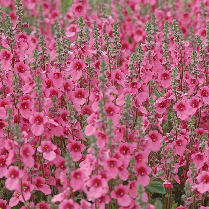 Pikkudiana - Diascia fetcaniensis (Kukinta)