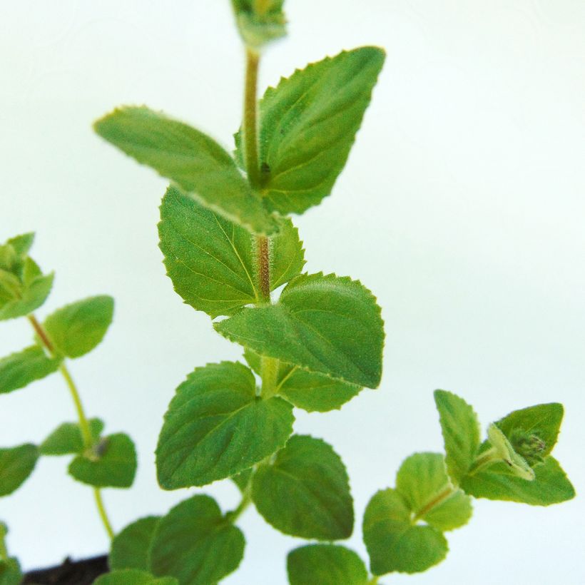 Pikkudiana - Diascia fetcaniensis (Lehvistö)