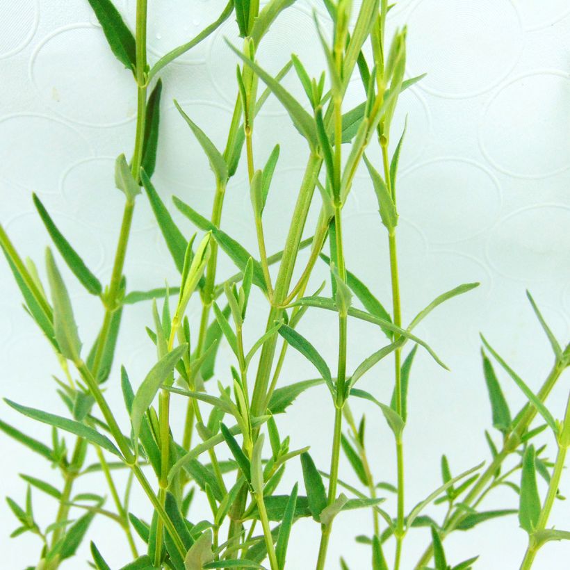 Mätäsdiana - Diascia integerrima (Lehvistö)