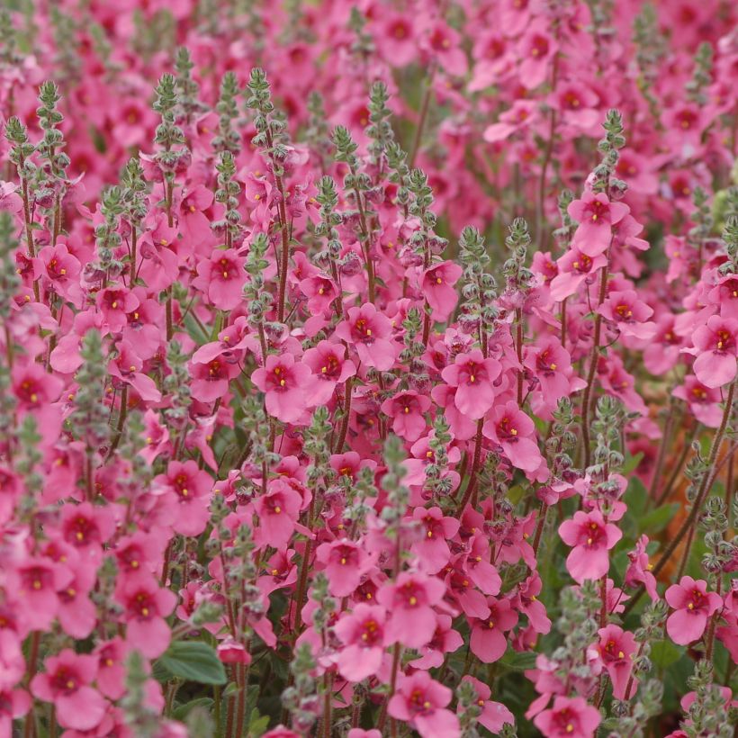 Mätäsdiana - Diascia integerrima (Kasvutapa)