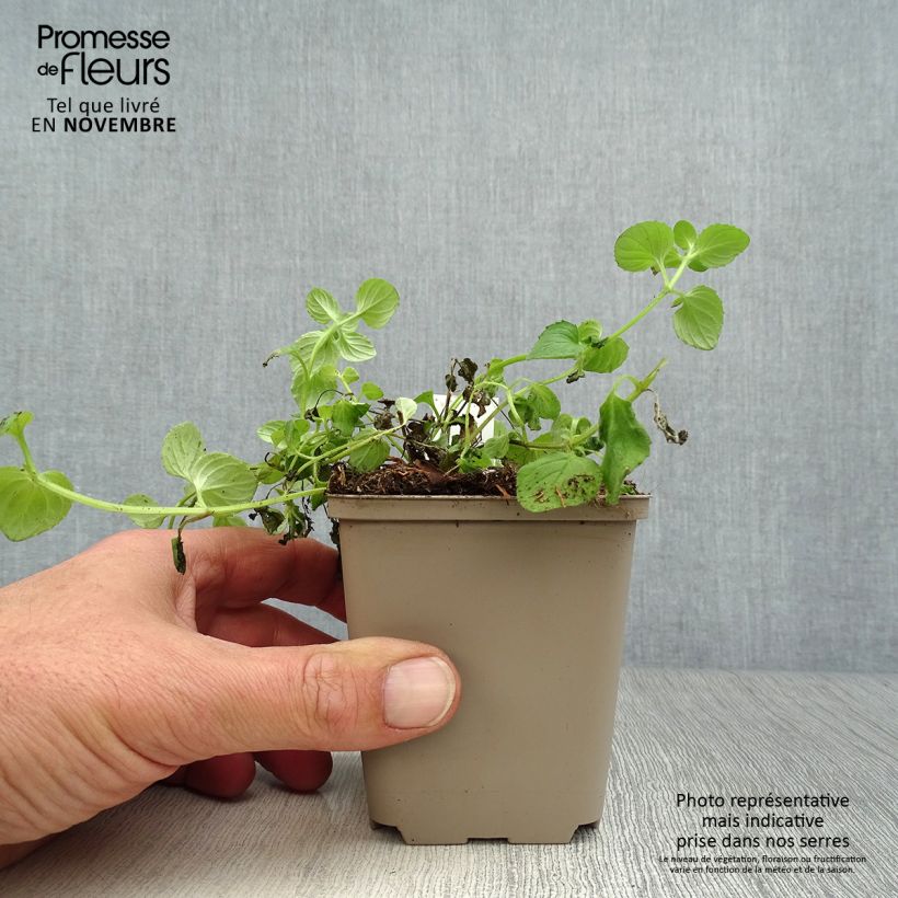 Esimerkki syksyllä toimitetusta Amppelidiana - Diascia vigilis 8/9 cm taimiruukku-taimesta
