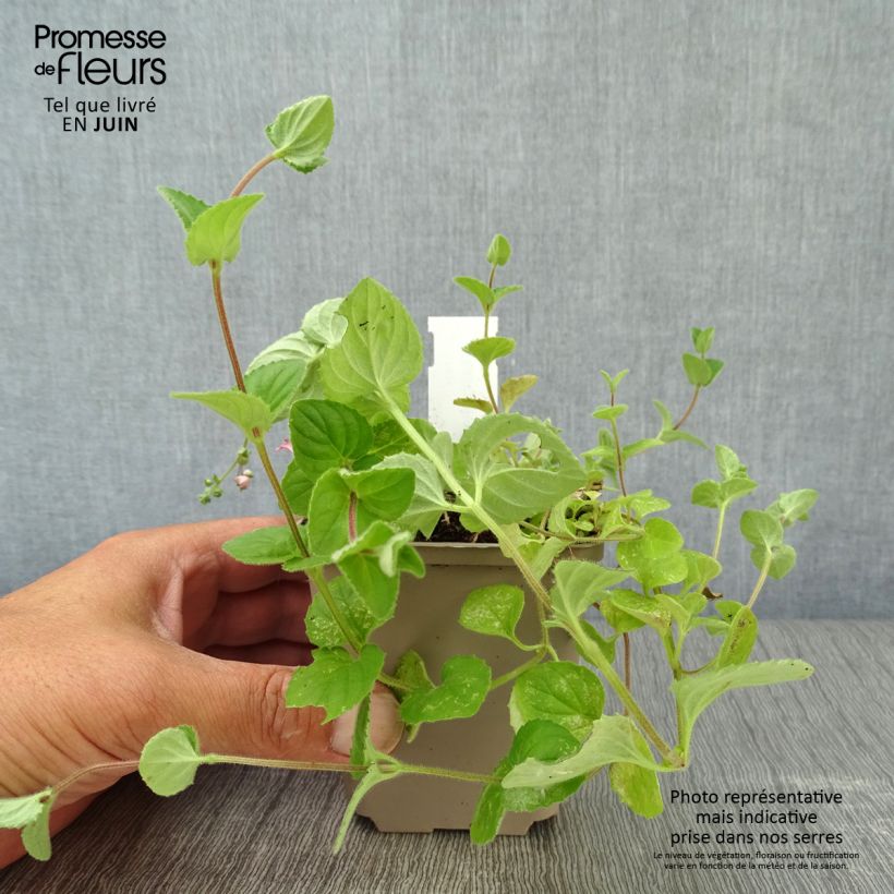Esimerkki kesällä toimitetusta Amppelidiana - Diascia vigilis Godet de 8/9 cm-taimesta