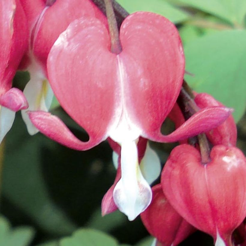 Särkynytsydän Valentine (Kukinta)