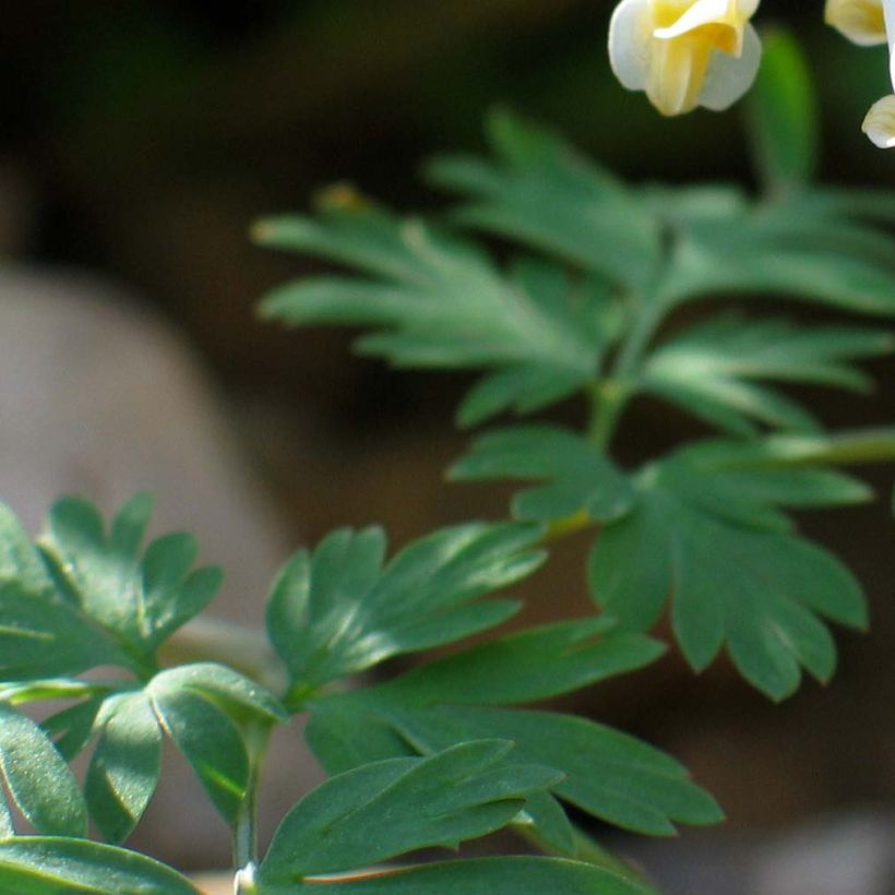 Keijunpikkusydän - Dicentra cucullaria (Lehvistö)