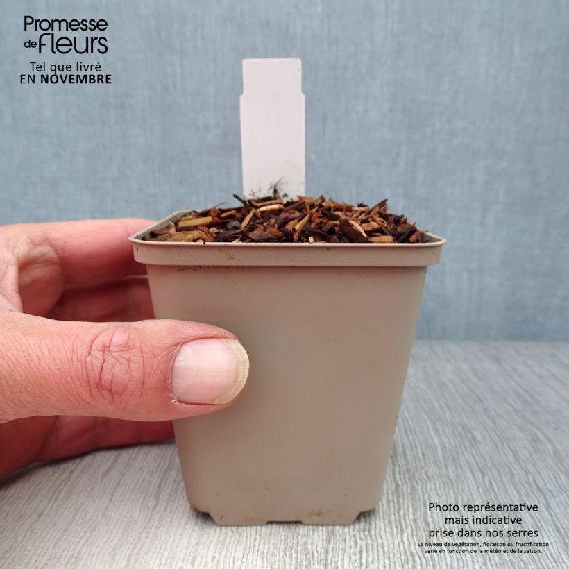 Esimerkki syksyllä toimitetusta Keijunpikkusydän - Dicentra cucullaria 8/9 cm taimiruukku-taimesta