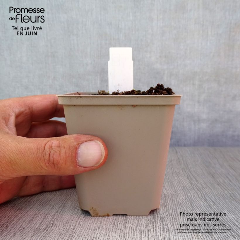 Esimerkki kesällä toimitetusta Keijunpikkusydän - Dicentra cucullaria Godet de 8/9 cm-taimesta