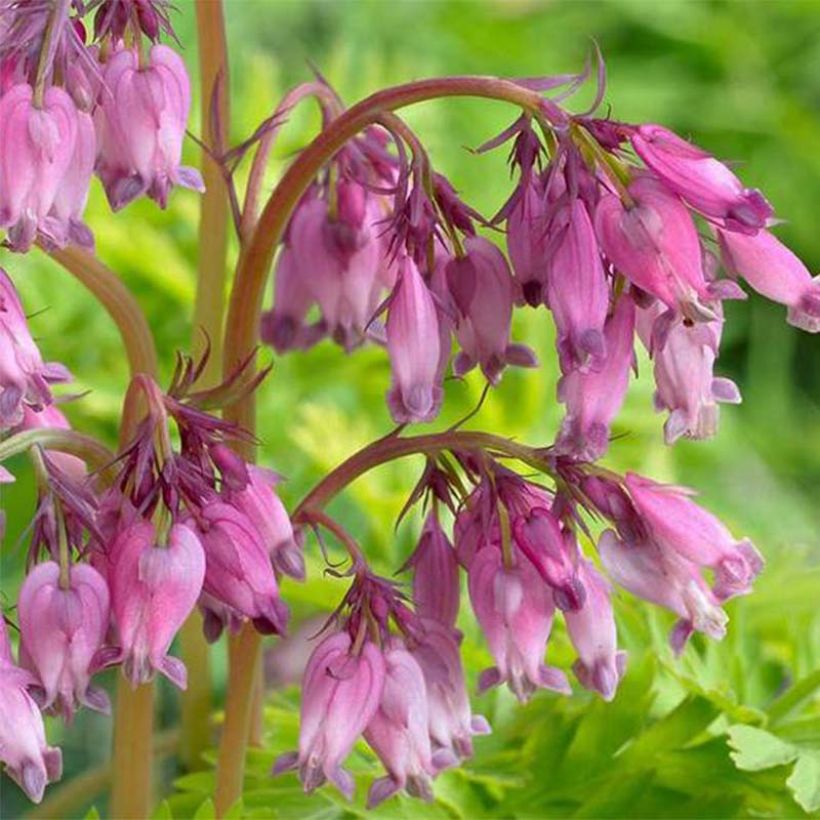 Kesäpikkusydän Spring Gold (Kukinta)
