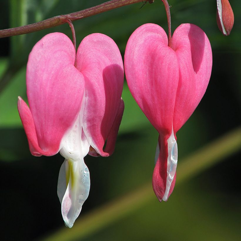 Särkynytsydän Goldheart (Kukinta)