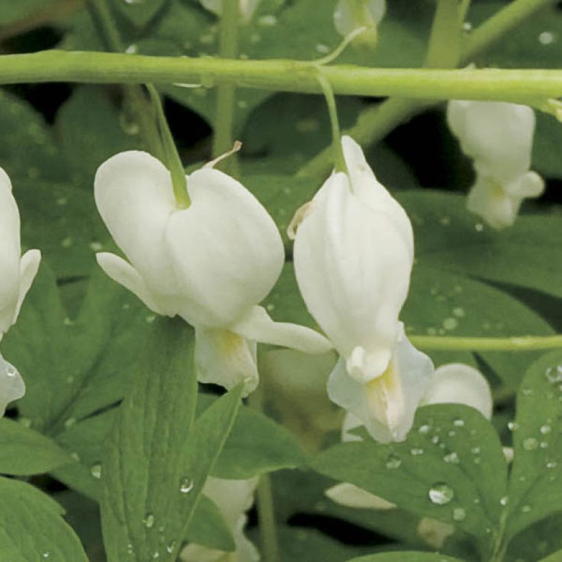 Särkynytsydän Alba (Kukinta)