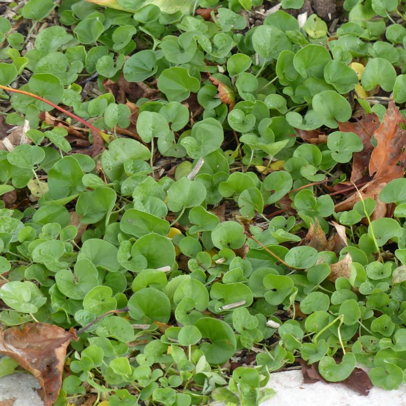 Dichondra repens (Lehvistö)