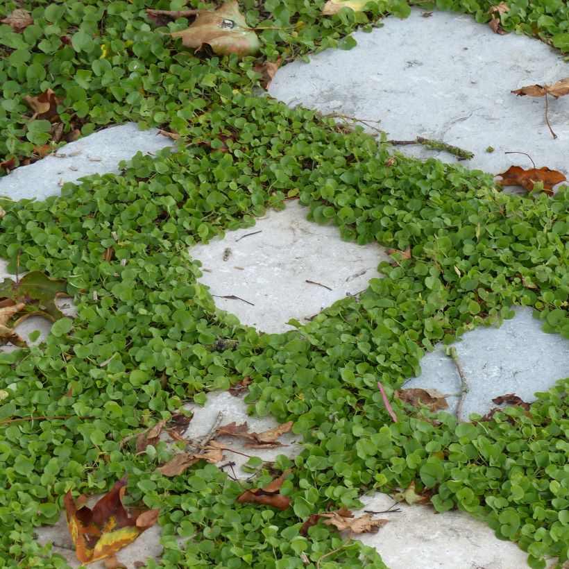 Dichondra repens (Kasvutapa)