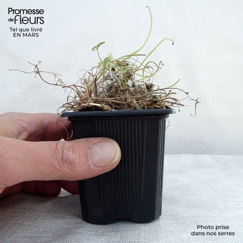 Esimerkki keväällä toimitetusta Dichondra repens Godet de 8/9 cm-taimesta