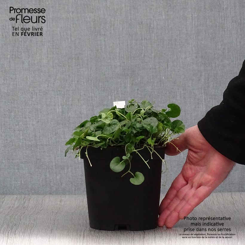 Esimerkki talvella toimitetusta Dichondra repens 2 litran/3 litran ruukku-taimesta