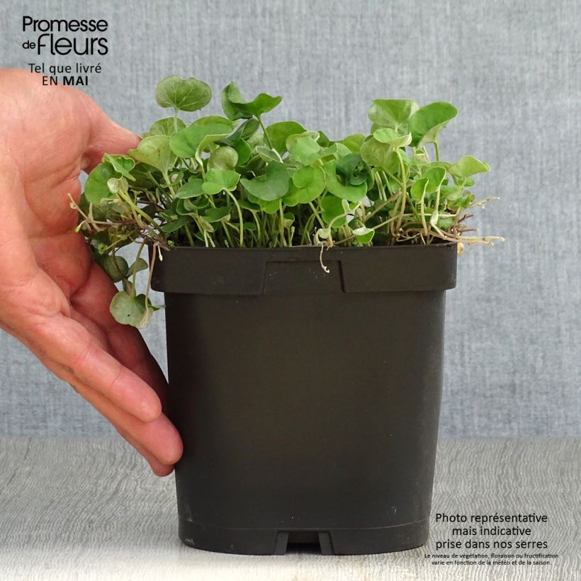 Esimerkki keväällä toimitetusta Dichondra repens Pot de 2L/3L-taimesta