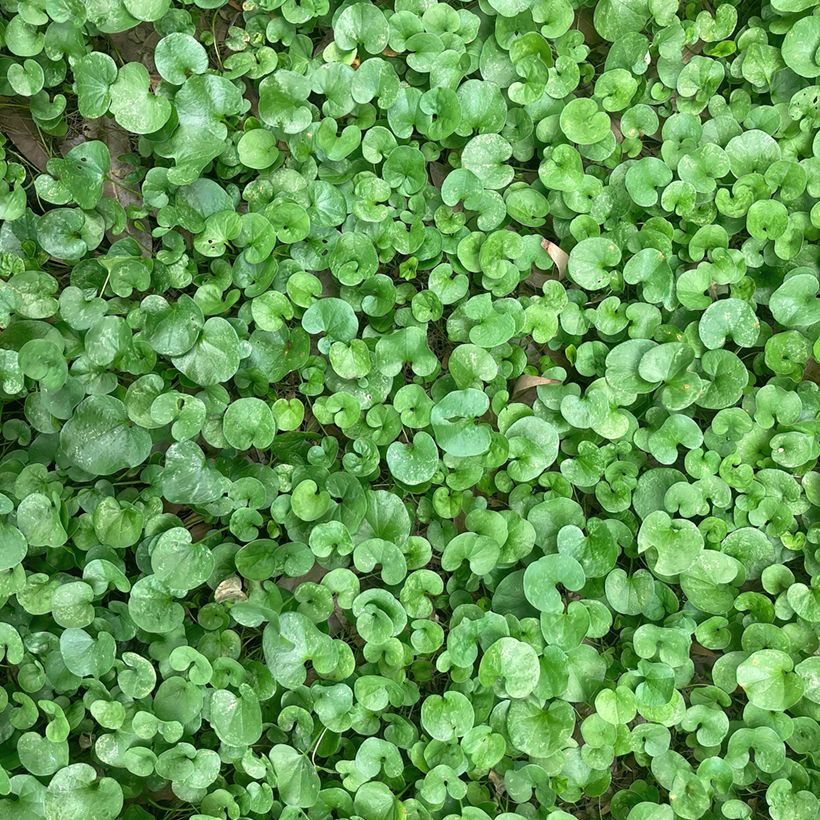 Dichondra repen TURFLINE (siemenet) (Lehvistö)