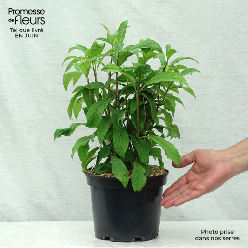 Esimerkki kesällä toimitetusta Dichroa febrifuga Marie Pot de 4L/5L-taimesta