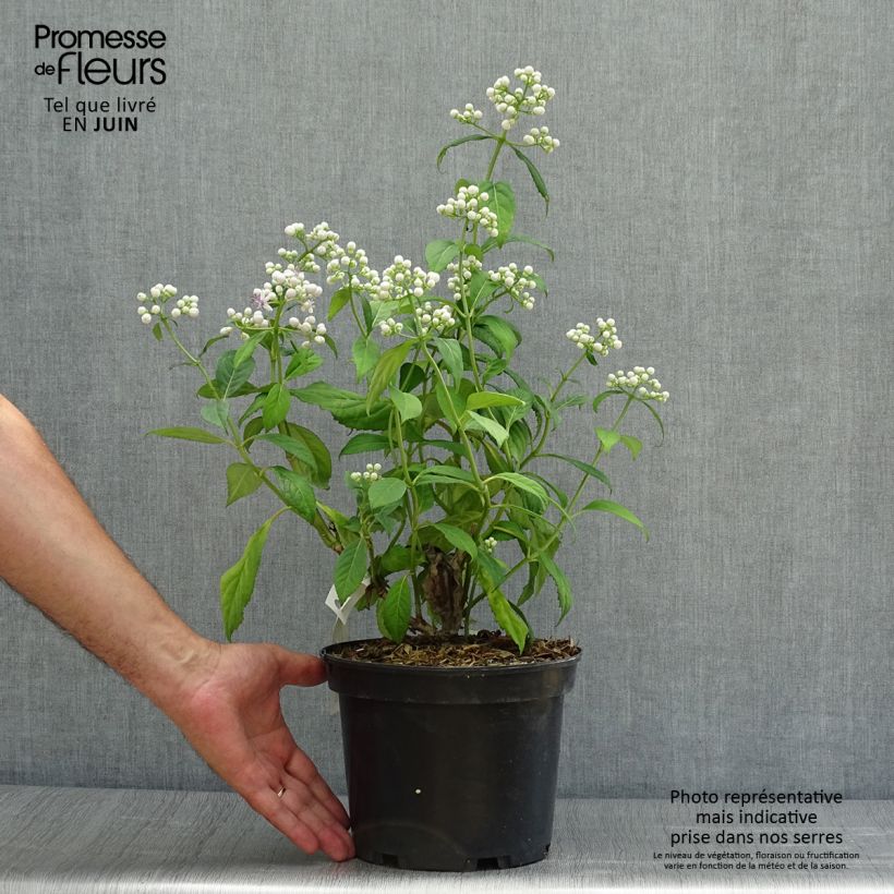 Esimerkki kesällä toimitetusta Dichroa versicolor Round Blue Pot de 3L/4L-taimesta