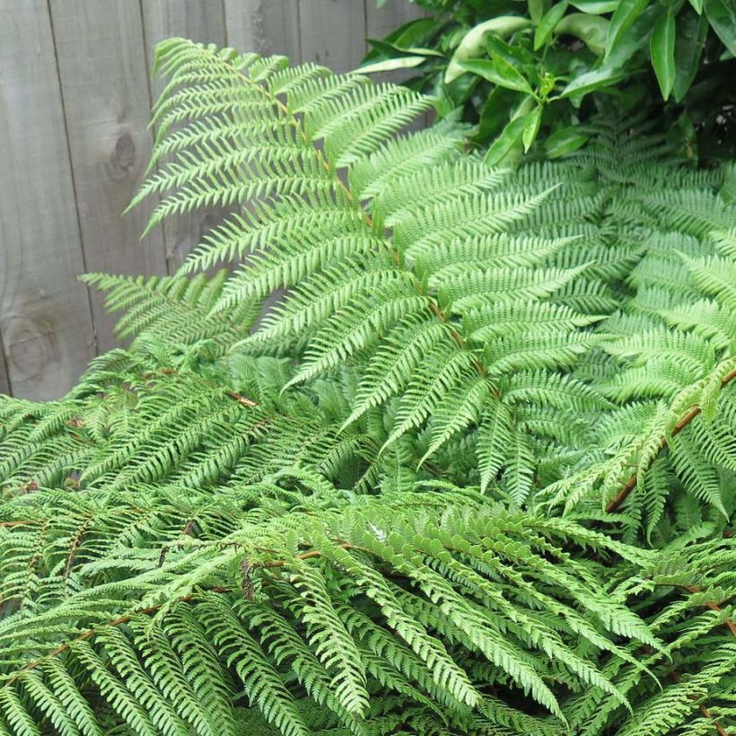 Dicksonia squarrosa (Lehvistö)
