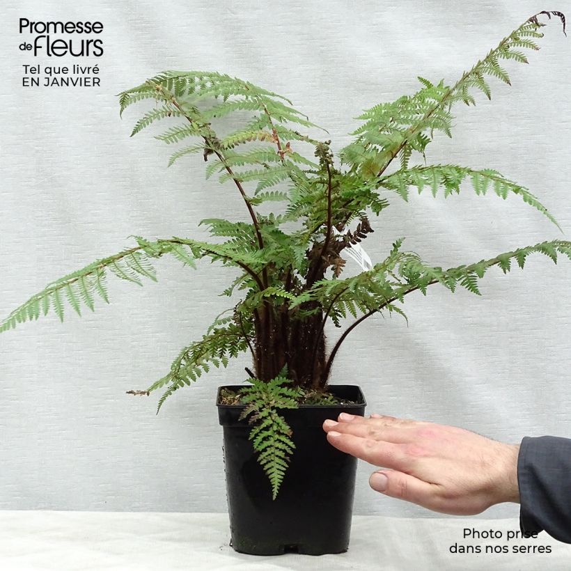 Esimerkki talvella toimitetusta Dicksonia squarrosa Pot de 3L/4L-taimesta