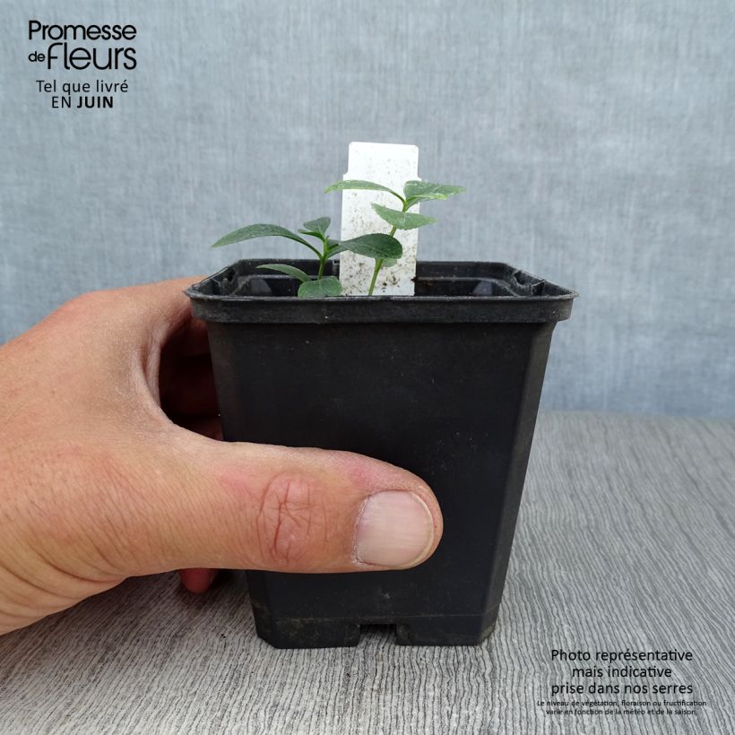 Esimerkki kesällä toimitetusta Mooseksenpalavapensas - Dictamnus albus Godet de 8/9 cm-taimesta