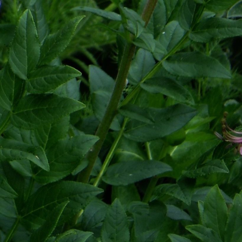 Dictamnus albus var. purpureus (Lehvistö)