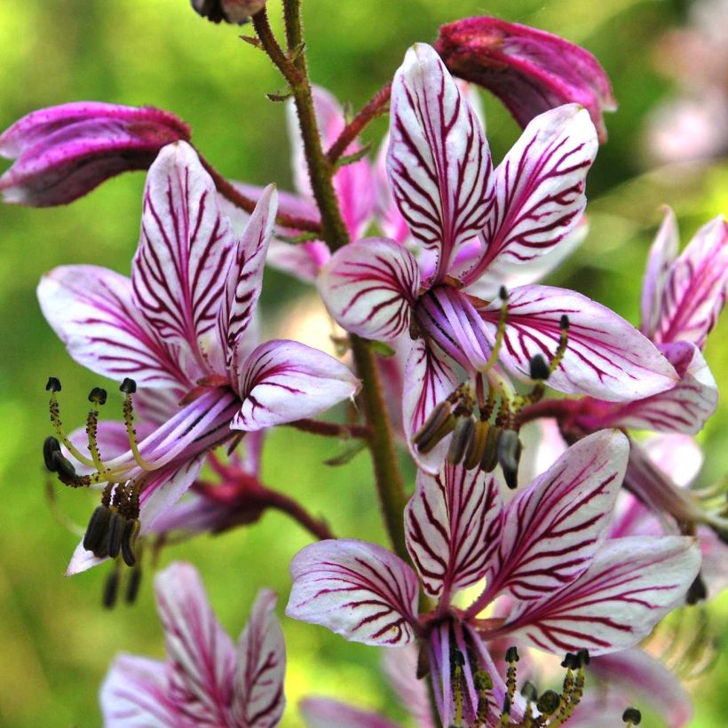 Dictamnus albus var. purpureus (Kukinta)
