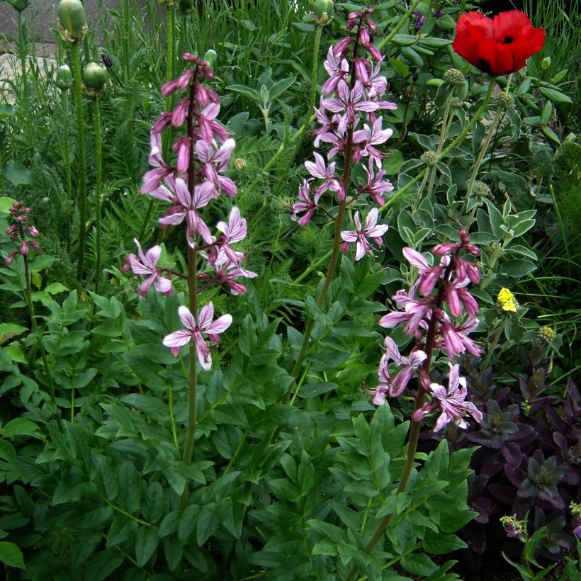 Dictamnus albus var. purpureus (Kasvutapa)