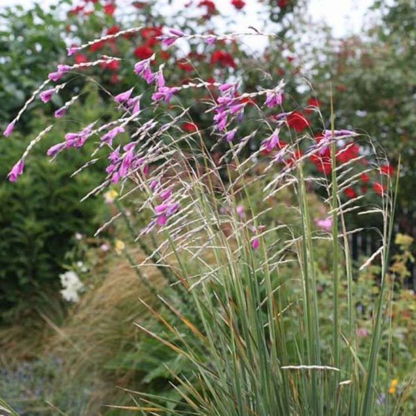 Enkelinkaario - Dierama pulcherrimum (Kasvutapa)