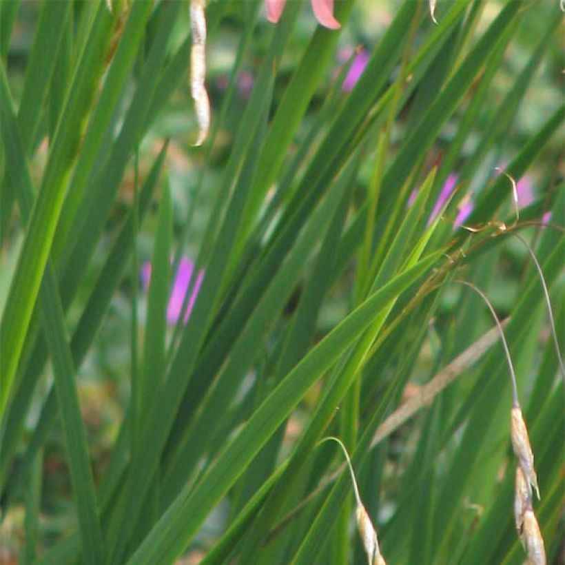 Kaario - Dierama igneum (Lehvistö)